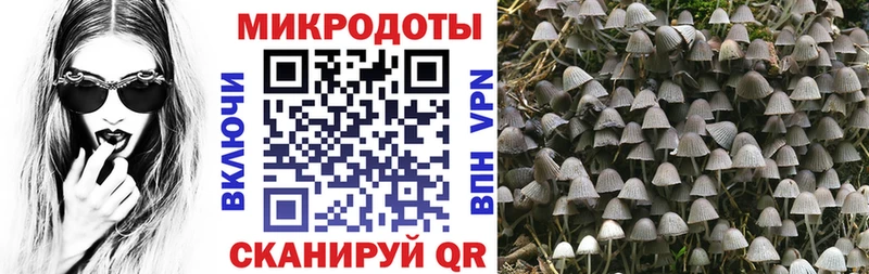 Псилоцибиновые грибы Psilocybe где купить наркоту Нытва